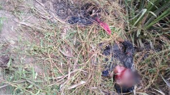 Los peritos determinaron que lo