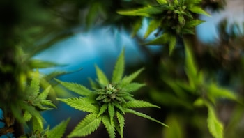 México podría tener un marco