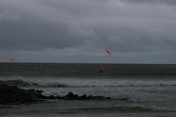 Los siete albatros encima de