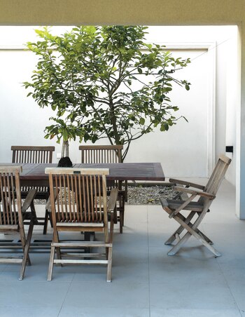 Dónde lo consigoLos árboles frutales