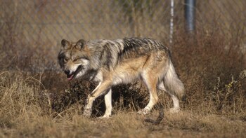 Un lobo en el Refugio