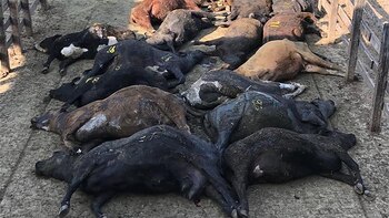 (Crédito: @apriledaniel)