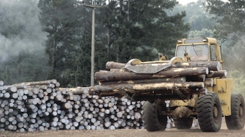 La deforestación y la destrucción de bosques nativos por el avance de la frontera agropecuaria es una de las causas de las inundaciones. Foto: Fernando Calzada/DEF.