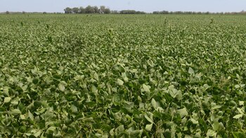 La despoblación dejó libre 56