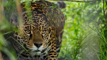 Un yaguareté en el Parque