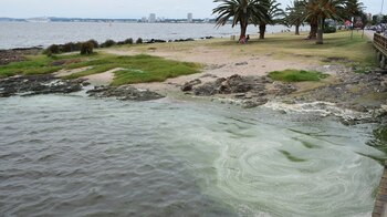 Las cianobacterias se desarrollan en