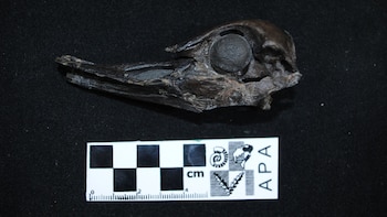 El hallazgo de restos fósiles