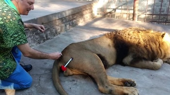 Melena siendo anestesiado en el ex zoo de Santiago del Estero. Tras la sedación le practicaron los estudios médicos necesarios y le aplicaron el chip requerido para viajar. Las imágenes del momento en que despertó de la anestesia fueron viralizadas, ocasionando un sinfín de comentarios.