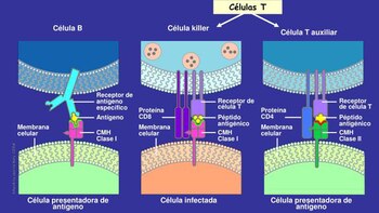 Cómo se logra la respuesta
