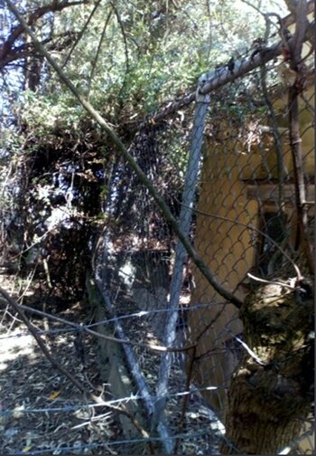 En la Alcaldía de Álvaro Obregón un ciudadano reportó el ataque de un gran felino a su perro (Foto: Twitter @PROFEPA)