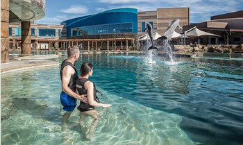 Los animales que fallecieron eran delfines botella, que pueden llegar a vivir entre 30 o 40 años (Foto: Dolphinaris Arizona)