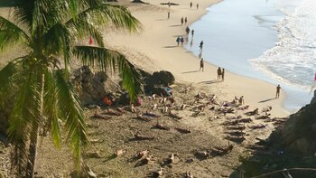 En Zipolite, Oaxaca, se lleva