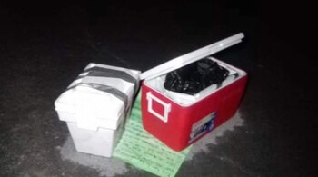 Los restos de “El Rex”