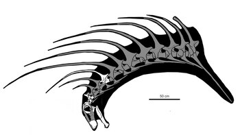 Cabeza y cuello de Bajadasaurus