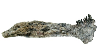 Mandíbula original de Bajadasaurus pronuspinax