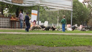 Los animales de la granja,