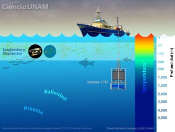 El plancton resulta ser muy