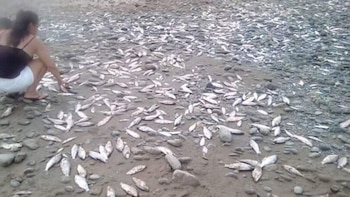 Según cifras oficiales van al