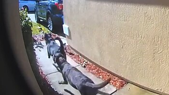 Dos perros se convirtieron en los héroes de un barrio en Florida, Estados Unidos (Foto: captura de pantalla)