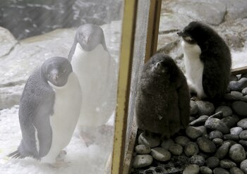 Los pingüinos nacieron hace poco más de un mes (Foto: Ulises Ruiz / AFP)