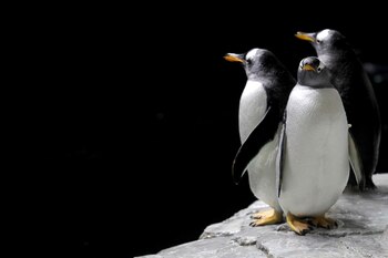 El pingüino de Adelia tiene una altura máxima de 80 centímetros y luce anillos blancos alrededor de los ojos (Foto: Ulises Ruiz / AFP)
