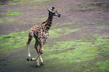 A principios de septiembre se presentó el nacimiento de una cría de jirafa en el Zoológico de Chapultepec (FOTO: SEDEMA /CUARTOSCURO.COM)