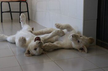 El zoológico del Altiplano de Tlaxcala, anuncio el nacimiento de dos nuevos ejemplares de león blanco (FOTO: JOAQUÍN SANLUIS /CUARTOCURO.COM)