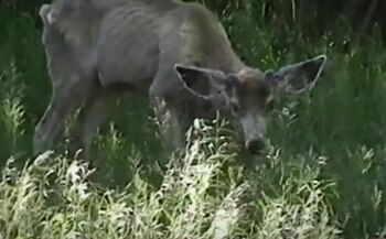La enfermedad causa agresividad. (Foto: