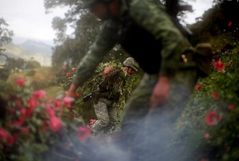 Los soldados cortan amapolas de opio mientras destruyen un campo de plantaciones ilegales en la Sierra Madre del Sur, en el estado sureño de Guerrero, México, el 25 de agosto de 2018.