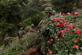 Los soldados cortan amapolas de opio mientras destruyen un campo de plantaciones ilegales en la Sierra Madre del Sur, en el estado sureño de Guerrero, México, el 25 de agosto de 2018.