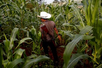 El agricultor de adormidera Francisco Santiago Clemente camina con su arma en la espalda en un campo de maíz en Juquila Yucucani en la Sierra Madre del Sur, en el estado sureño de Guerrero, México, 18 de agosto de 2018.