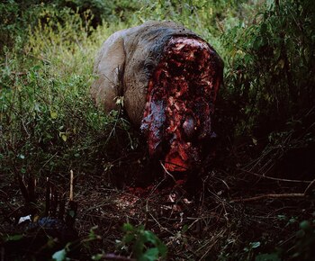 La impactante imagen del elefante