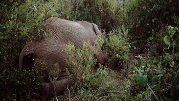 David Chancellor compartió impactantes imágenes