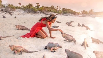 Las iguanas Cyclura solo existen