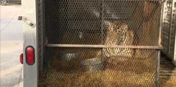 El tigre estaba en buenas