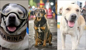 Frida (izquierda), Mazapán (centro) y