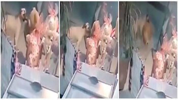 El perro tomó el muñeco