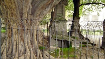 El árbol está actualmente protegido