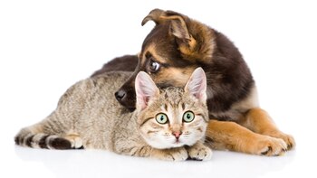 Para una mejor convivencia: si