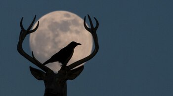 La Luna puede verse este