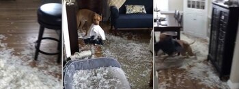 Al ver a su dueño, el perro le ladró y posteriormente corrió a esconderse para evitar el regaño. El video fue grabado en Boston, Massachusetts, EEUU Fotos: (Especial)