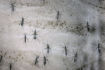 El dióxido de carbono que