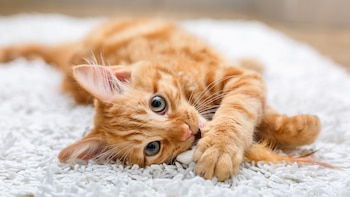 Los gatos son animales independientes