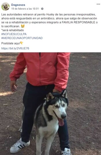 La mascota está en observación