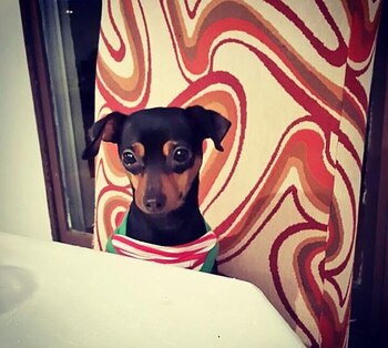 China, la perra que vale