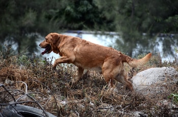 El can logró ubicar los cuerpos