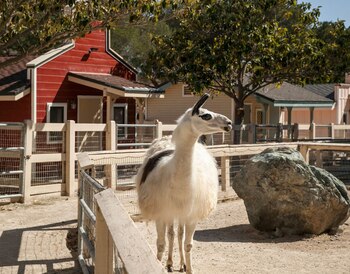 Hay varias estructuras en la propiedad, incluidas tres casas de huéspedes separadas, una sala de cine con escenario, varios graneros y refugios para animales (JPRUbio)