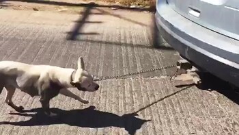 Se viralizaron videos de maltrato