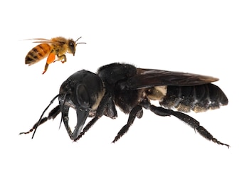 La abeja gigante de Wallace,