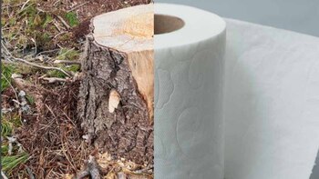 Los estadounidenses utilizan más papel